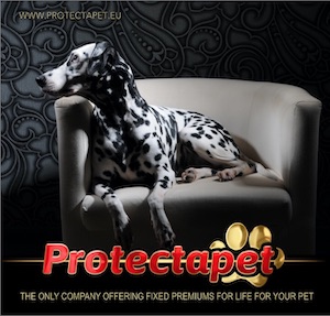 Dalmatian Dog on chair advertising Protectapets fixed premiums for life on Pet healthcare plans 